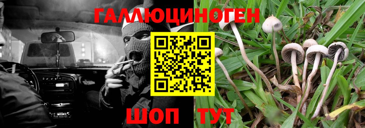 Галлюциногенные грибы Psilocybe  Соликамск 